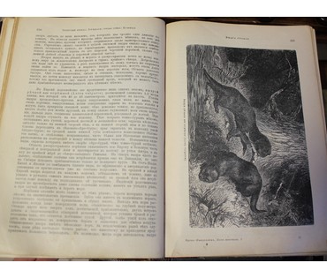 Брэмъ. Жизнь животных. Россия, до 1917 г. №7 НЕТ В НАЛИЧИИ