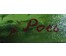 Макурин В.А "Река Рось", 1995 г. ДВП, масло. Размер 29,5х39,5 см. (артикул №1051) - фото №4