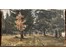 Бржозовский Г.Ф "Дорога", холст, масло. Размер 65х36,5 см. № 3480 (артикул №3480) - фото №2