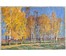 Максимцев К.И "В осеннем уборе", 1986г. Картон, масло. Размер 60х39,5 см. № 3971 (артикул №3971) - фото №2