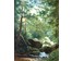Картина "Альпы. Лесная река". Süs,Wilhelmina (1861-1933). (артикул №272) - фото №2